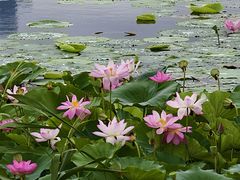 -澹台湖公园