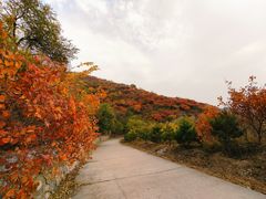 -北京西山国家森林公园