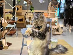 -豆逗聊愈猫阁Easy Life