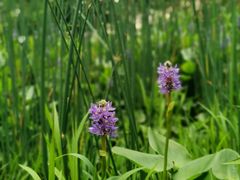 -陈家山荷花公园