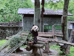 -都江堰中华大熊猫苑