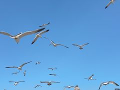 -星海湾跨海大桥