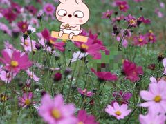 -天适樱花悠乐园