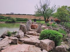 -大塘金香草谷