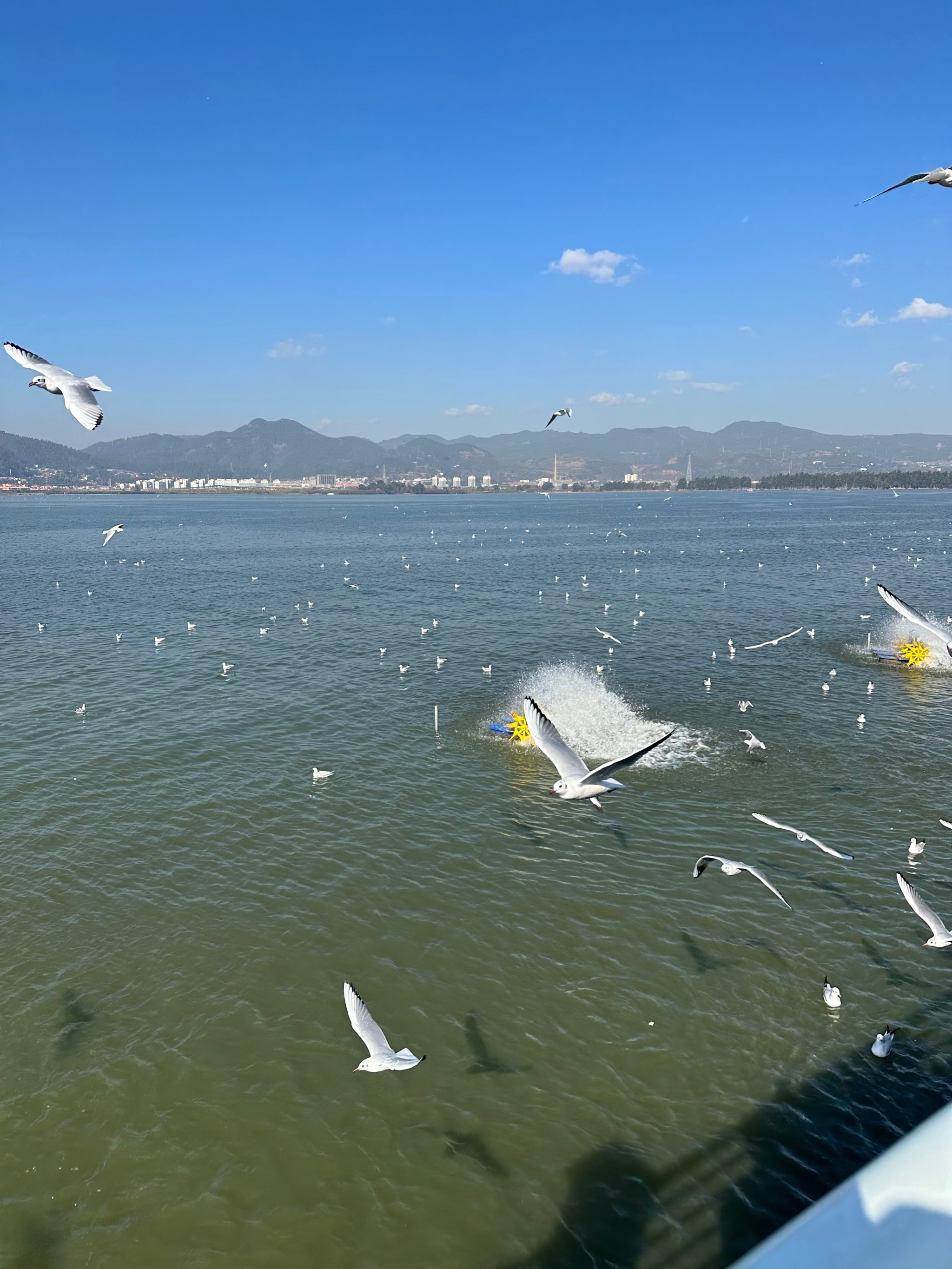 海埂大坝海鸥图片