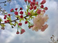 -绵阳盛世樱花悠乐谷