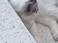 -飞行喵MR PILOT|猫舍·猫咖(静安大融城店)