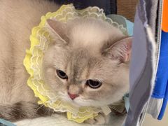 -瑞派康怡24h宠物医院·犬猫医疗中心·微创绝育(瑞景分院)