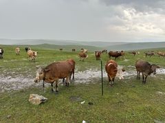 -杨子盲人按摩中心(古城公园北小区店)