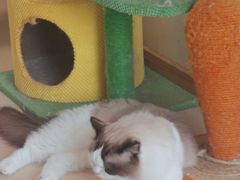 -猫在这儿猫咪咖啡馆·撸猫馆