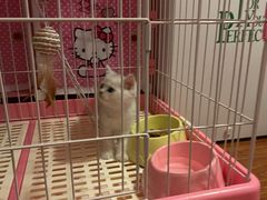-可蒙动物医院·猫科·骨科中心(首义路店)