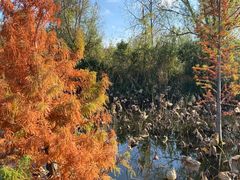 -溱湖国家湿地公园