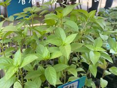 -中环花鸟鱼虫市场