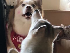 -Husky Go! 哈士奇体验馆·宠物咖啡厅狗咖