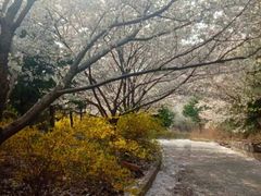 -樱花山风景区