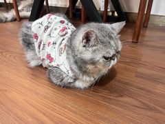 -楼上猫咖(罗湖店)