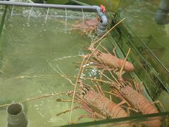 -大茄来海鲜餐厅(亚洲城分行)