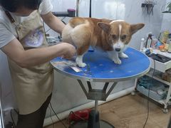 -喜狗宠物生活馆(岳州路店)