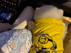 -美联众合动物医院·24h转诊中心