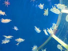 -顺德南宏海立方海洋公园