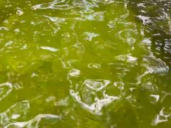 -金孔雀温泉旅游度假村