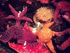 -西雅图水族馆