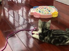 -欣宠猫屋·矮脚拿破仑·蓝金金渐层