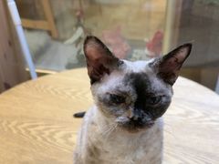 -藏猫猫咖啡主题馆(中央大道店)