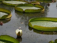 -荷花大观园