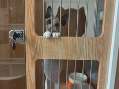 -山宅一喵德文卷毛猫舍