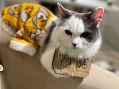 -怪兽屋·羊驼·猫咖·狗咖(俊华广场店)