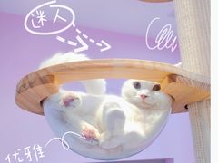 -爪爪喵星球·猫舍(前海卓越店)