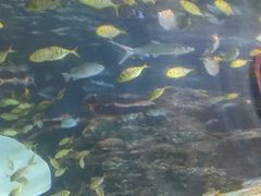 -太平洋海底世界