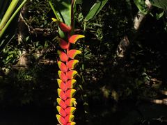 -中国科学院西双版纳热带植物园