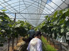 -马陆小张葡萄园农家乐