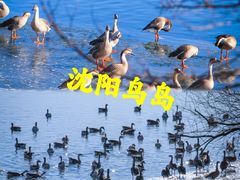 -沈阳鸟岛