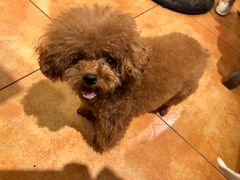 -more than meow吴止猫主题餐厅(承德 中船汇店)