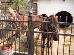 -上海滴水湖皇冠假日酒店