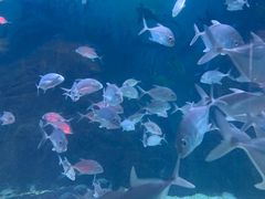 -烟台海昌鲸鲨海洋公园