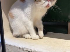 -猫小院猫主题餐厅(南锣旗舰店)