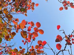 -北京西山国家森林公园