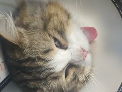 -博特宠物医院24h犬猫全科.骨科·异宠