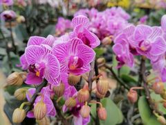 -三圣花乡旅游区