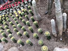 -南山植物园