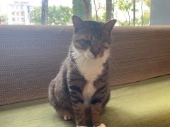-御宝贝·A梦猫科宠物医院(国际猫友好医院)
