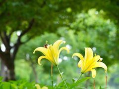 -石家庄市植物园