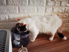 -平行世界·猫咖(首经贸店)