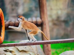 -杭州野生动物世界