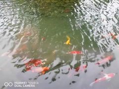 -西江印象酒楼