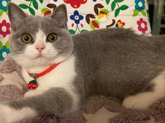 -柚子猫舍·精品猫舍购猫·猫咪认养·购宠·宠物店